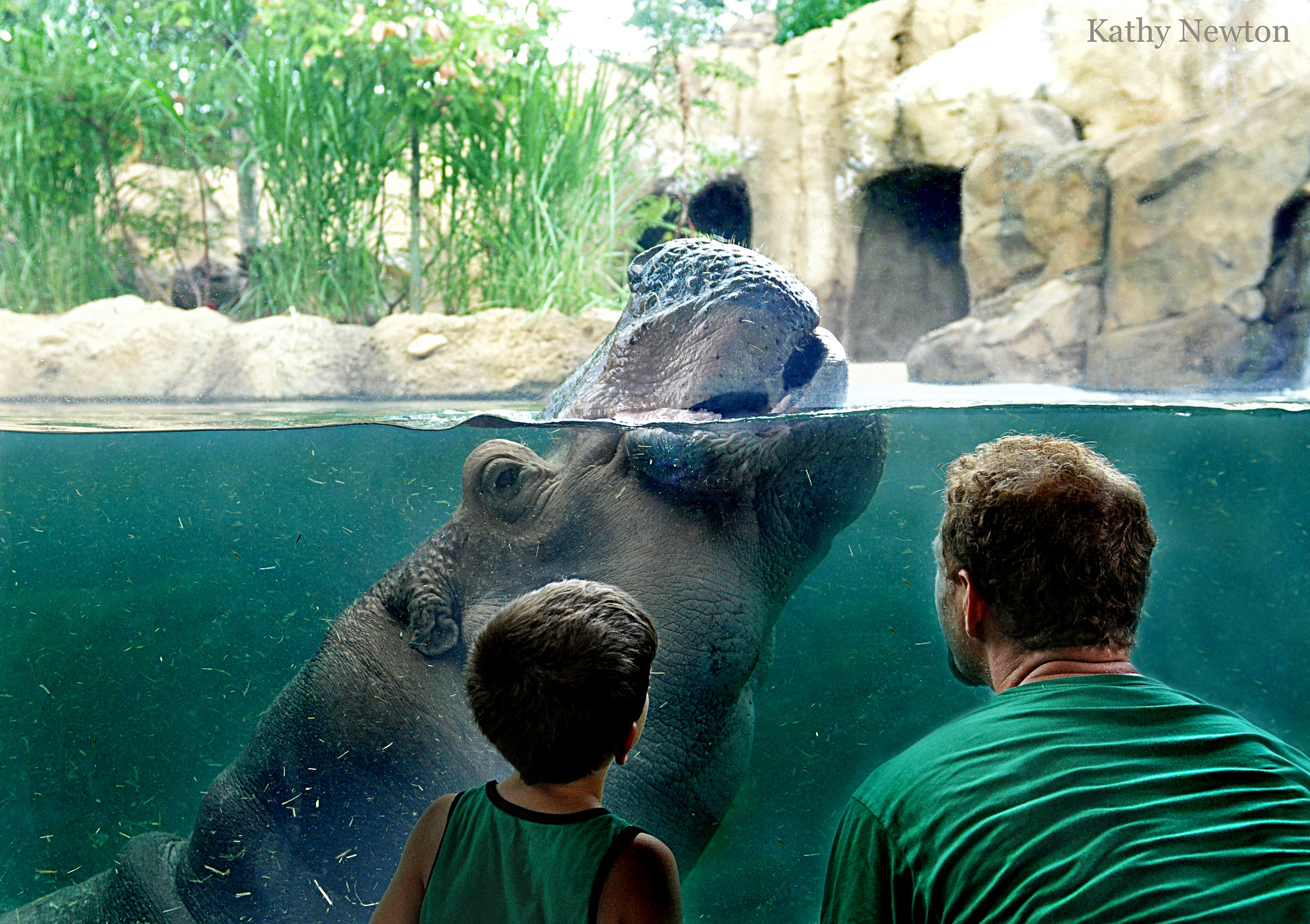 Fiona the hippo at Cincinnati Zoo and Botanical Garden is a favorite sport for family entertainment in Cincinnati