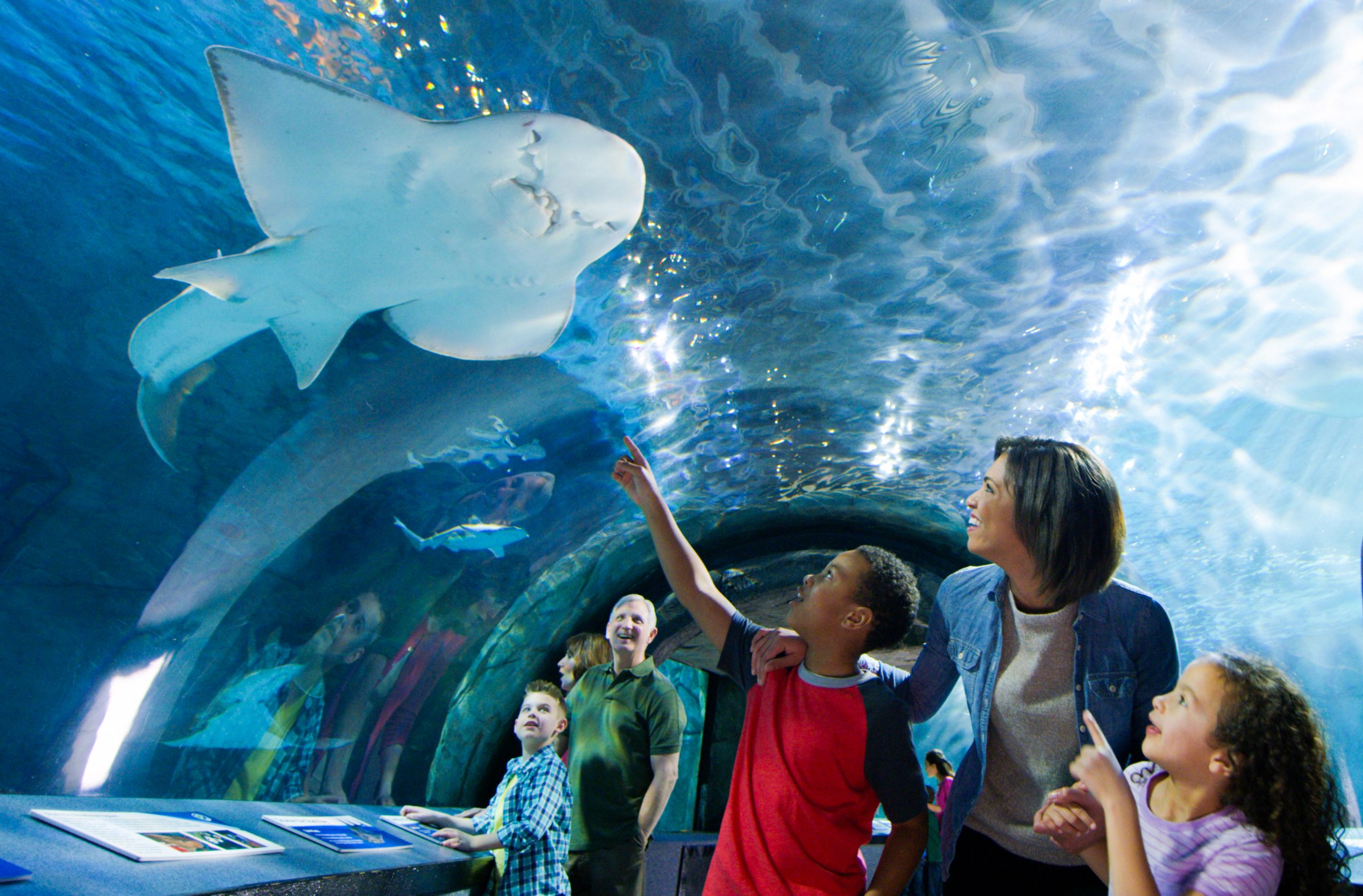 family at Newport Aquarium shark tunnel