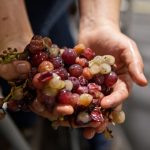 hands holding cluster of grapes